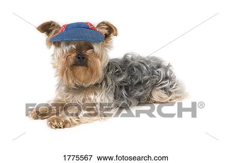 Yorkshire Terrier View Large Photo Image Stock Photo - Yorkshire Terrier. Fotosearch