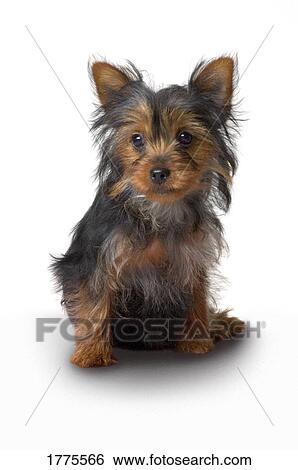 Yorkshire Terrier View Large Photo Image Stock Photograph - Yorkshire Terrier. Fotosearch