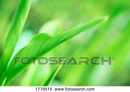 Young green plant View Large Photo Image Stock Photography - Young green plant. Fotosearch