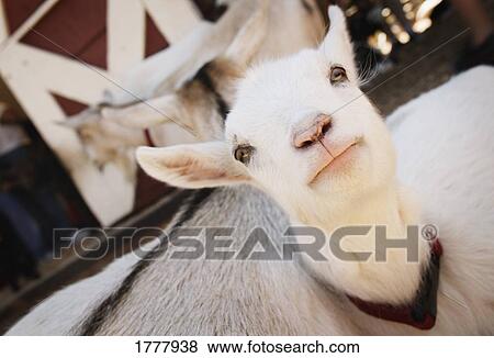 Stock Photo - A baby goat. Fotosearch
