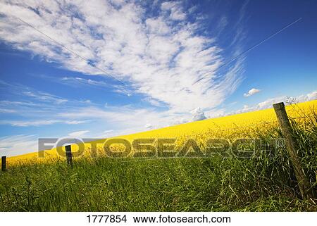 A barbed wire fence against a field of canola View Large Photo Image Picture - A barbed wire fence against a field of canola. Fotosearch