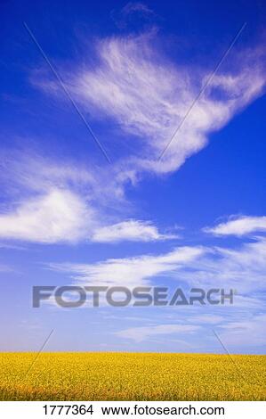Picture - A canola field. Fotosearch