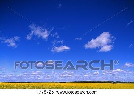 A canola field View Large Photo Image Stock Photography - A canola field. Fotosearch