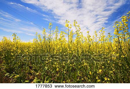 Stock Image - A close-up (close up closeup) of canola plants. Fotosearch