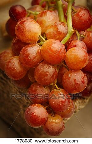 A close-up (close up closeup) of red grapes View Large Photo Image Stock Image - A close-up (close up closeup) of red grapes. Fotosearch