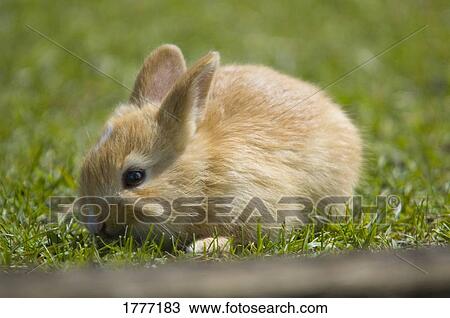 Stock Image - A close-up of a bunny. Fotosearch