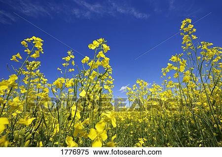 A close-up of canola flowers View Large Photo Image Stock Photography - A close-up of canola flowers. Fotosearch