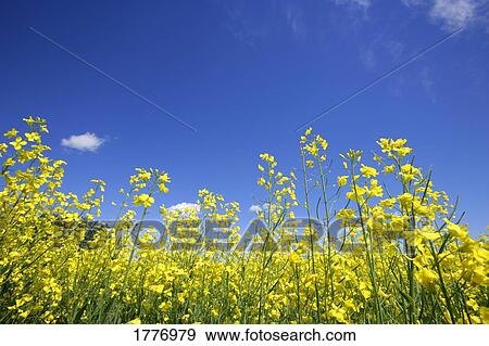 A close-up of canola plants View Large Photo Image Stock Photo - A close-up of canola plants. Fotosearch