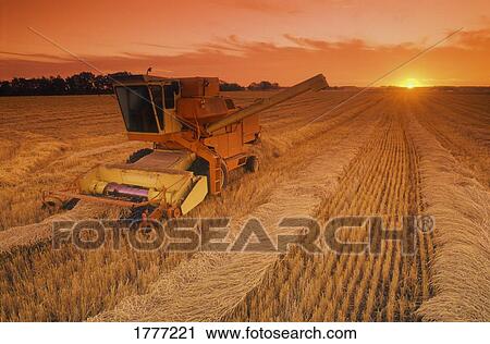 A combine harvester at work View Large Photo Image Stock Image - A combine harvester at work. Fotosearch