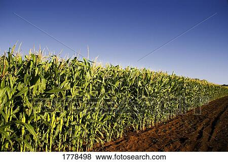 Stock Photo - A corn field. Fotosearch