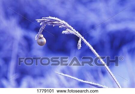 A festive branch View Large Photo Image Stock Image - A festive branch. Fotosearch