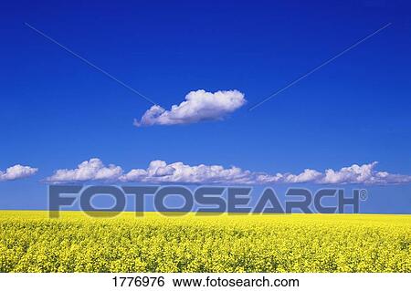 A field of canola plants View Large Photo Image Stock Photograph - A field of canola plants. Fotosearch