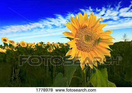 A field of sunflowers View Large Photo Image Stock Photo - A field of sunflowers. Fotosearch
