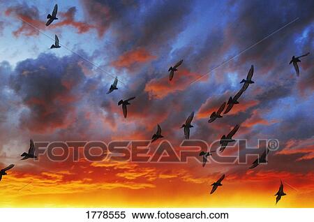 A flock of birds in the sunset View Large Photo Image Stock Photography - A flock of birds in the sunset. Fotosearch