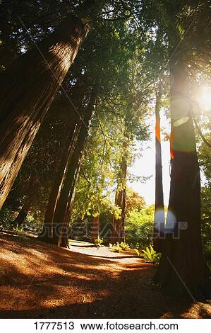 Stock Image - A path amongst the trees. Fotosearch