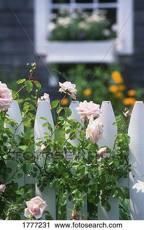 A rambling rose and white fence, Cape Cod, Massachusetts, U. S. A. View Large Photo Image Stock Image - A rambling rose and white fence, Cape Cod, Massachusetts, U. S. A.. Fotosearch