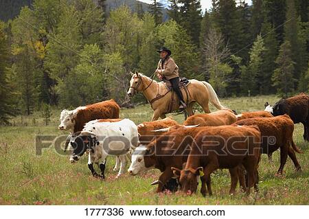 Stock Photograph - A Rancher herding cattle. Fotosearch