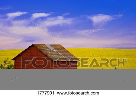 A red farm building against a canola field View Large Photo Image Stock Image - A red farm building against a canola field. Fotosearch
