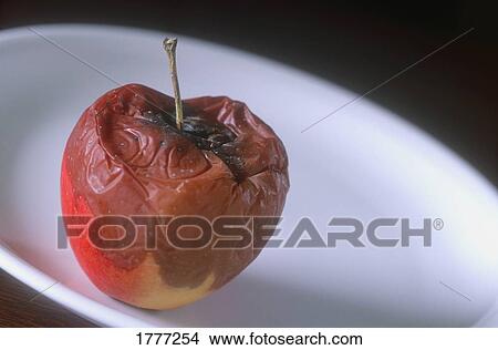 Picture - A rotting apple. Fotosearch