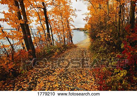 A scenic autumn pathway View Large Photo Image Stock Image - A scenic autumn pathway. Fotosearch