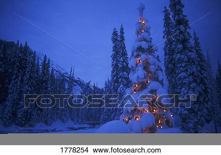 A tree with Christmas lights View Large Photo Image Picture - A tree with Christmas lights. Fotosearch