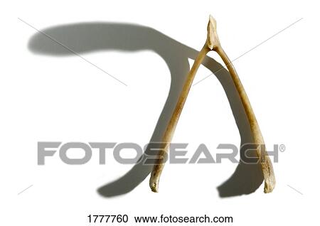 Stock Image - A wishbone on a white background. Fotosearch