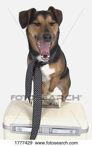 A yawning dog View Large Photo Image Stock Photo - A yawning dog. Fotosearch