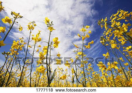 Stock Photo - An ant's eye view of canola flowers. Fotosearch