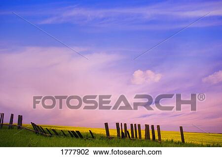 An old fence against a canola field View Large Photo Image Stock Image - An old fence against a canola field. Fotosearch