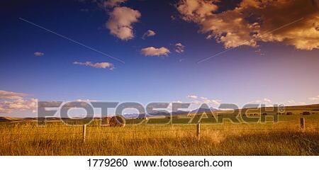 Stock Image - Bales of hay in a field. Fotosearch