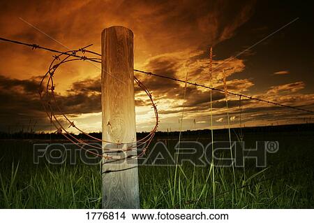 Picture - Barbed wire coil on fence post. Fotosearch