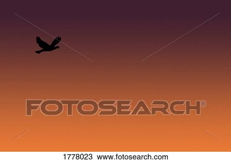 Bird flying in sky View Large Photo Image Stock Image - Bird flying in sky. Fotosearch