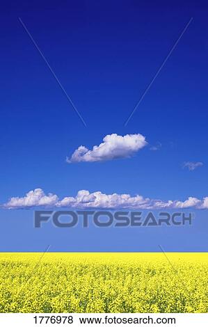 Canola field View Large Photo Image Stock Photo - Canola field. Fotosearch