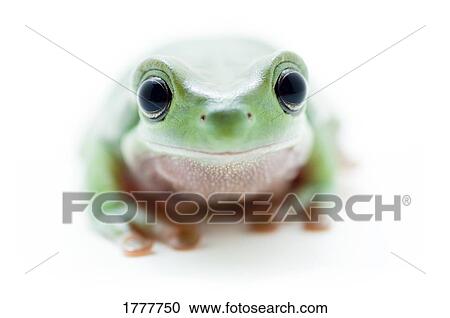 Close up of a green frog View Large Photo Image Stock Image - Close up of a green frog. Fotosearch