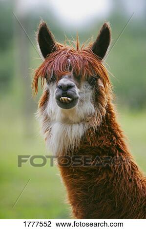 Close up of a llama View Large Photo Image Stock Image - Close up of a llama. Fotosearch