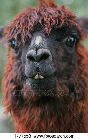 Close up of llama View Large Photo Image Stock Image - Close up of llama. Fotosearch