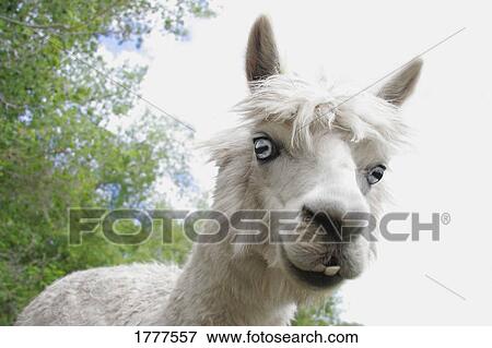 Close up of llama View Large Photo Image Stock Photo - Close up of llama. Fotosearch