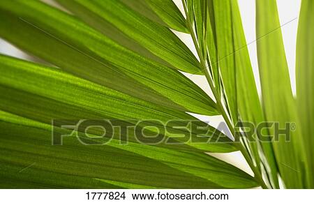 Close up of plant frond View Large Photo Image Picture - Close up of plant frond. Fotosearch