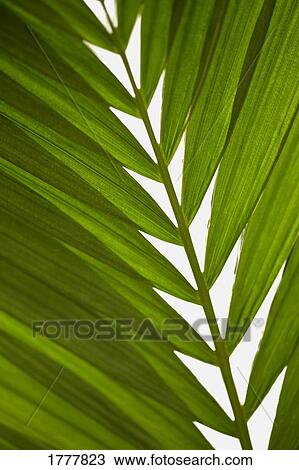 Stock Image - Close up of plant frond. Fotosearch