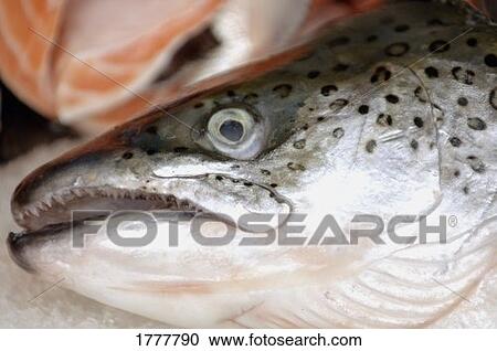 Close up of salmon fish View Large Photo Image Stock Image - Close up of salmon fish. Fotosearch