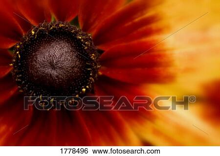 Stock Photograph - Closeup of a colorful flower. Fotosearch