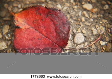 Closeup of autumn leaf View Large Photo Image Stock Image - Closeup of autumn leaf. Fotosearch