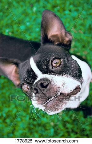 Closeup of dog's face View Large Photo Image Stock Photography - Closeup of dog's face. Fotosearch