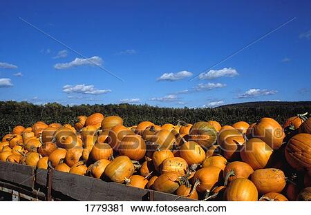 Stock Image - Closeup of pumpkin harvest. Fotosearch