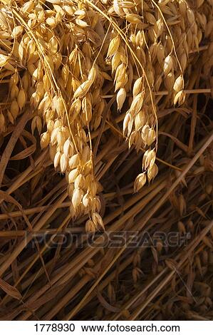 Closeup of what View Large Photo Image Stock Image - Closeup of what. Fotosearch
