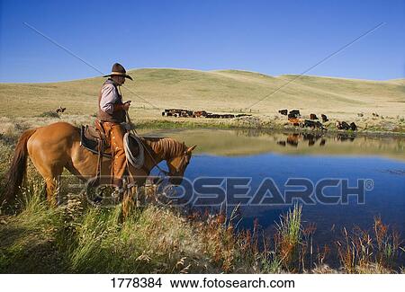 Cowboy leads cattle to water View Large Photo Image Picture - Cowboy leads cattle to water. Fotosearch
