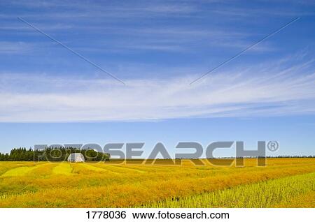 Crop cut in rows in field View Large Photo Image Stock Photograph - Crop cut in rows in field. Fotosearch
