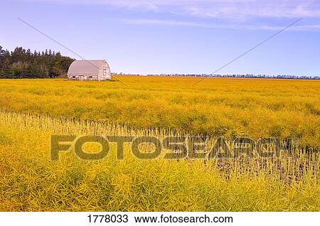 Crop in field View Large Photo Image Stock Image - Crop in field. Fotosearch