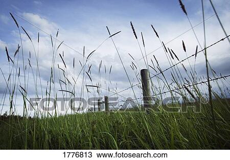 Stock Image - Crop in field with fence. Fotosearch