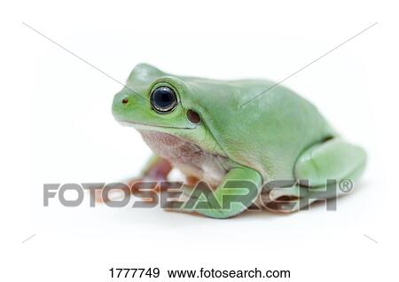 Cute green frog View Large Photo Image Stock Photo - Cute green frog. Fotosearch